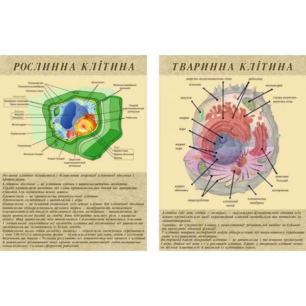 Комплект стендів з біології "Будова клітини"
