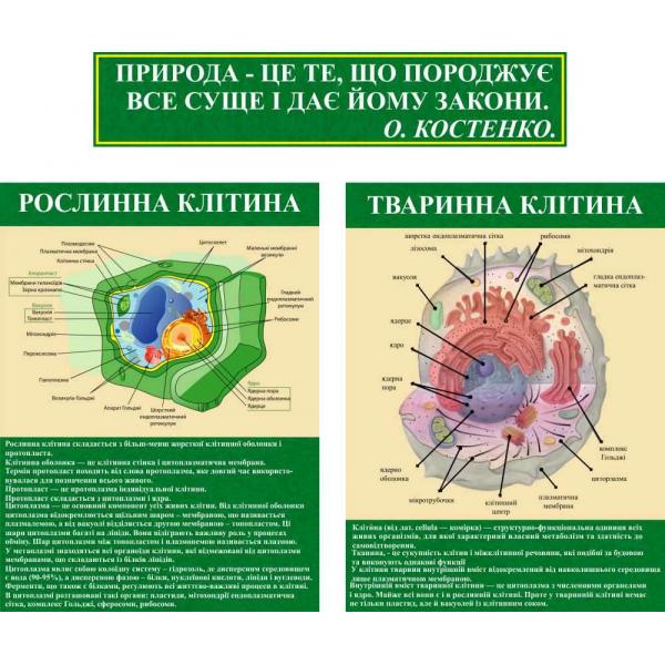 Комплект інформаційних стендів "Будова клітини"