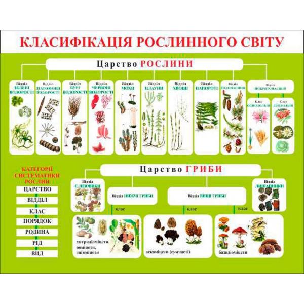 Стенд для класу біології "Класифікація рослин"