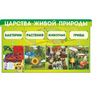 Стенд "Царства живої природи"