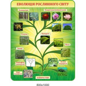 Стенд в кабінет біології "Еволюція рослинного світу"