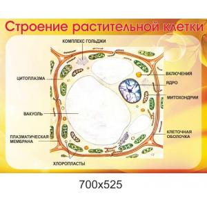 Стенд в кабінет біології "Будова рослинної клітини"