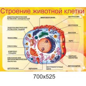 Стенд в кабінет біології "Будова тваринної клітини"