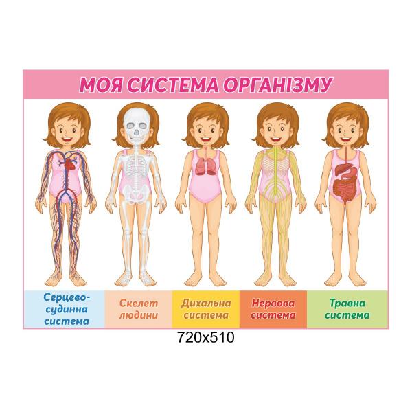 Стенд "Мій організм"